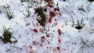 Вълци тероризират фермери в Благоевградско, убивайки животни и причинявайки сериозни загуби. Животновъдите настояват за действия срещу увеличаващата се популация.