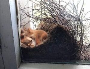 Жена откри гнездо на катерици в дома си, заплашено от орел. С помощта на полицията и пожарната малките бяха спасени и върнати при майка им.