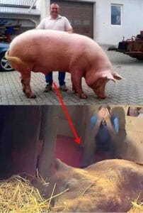Бременната свиня Ема оцеля срещу всички прогнози. Грижата за нейните прасенца я върна към живота, доказвайки силата на майчинството.