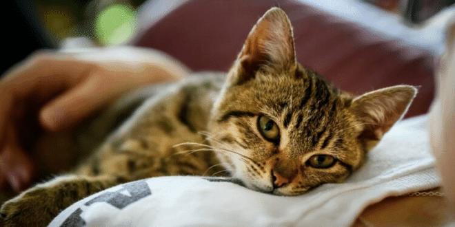 Ако котка дойде и легне на корема ви, това означава само едно нещо: това изобщо не е случайно: 3 image 675 660x330 1