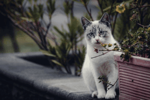 Котка или куче се появиха неочаквано? Според поверията те носят щастие, просперитет и дори лечителска енергия. Разберете защо не са случайни!