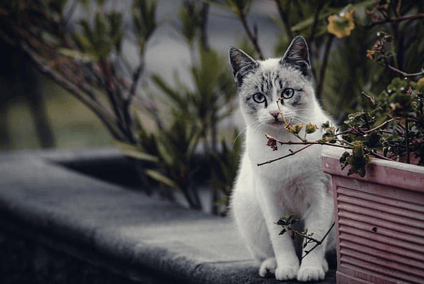 Котка или куче се появиха неочаквано? Според поверията те носят щастие, просперитет и дори лечителска енергия. Разберете защо не са случайни!